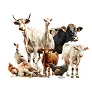 Livestock & Animals_converted