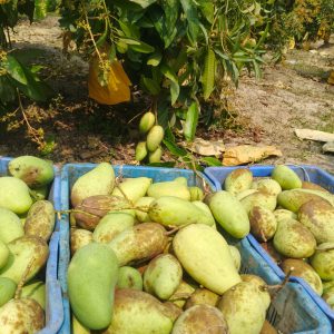 থাই কাটিমন সব মৌসুমি আম (১ কেজি)